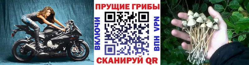 Галлюциногенные грибы Psilocybine cubensis  кракен tor  Изобильный  сколько стоит 